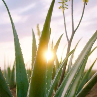 Conférence : Les pouvoirs des plantes