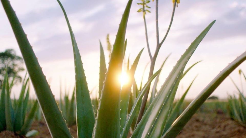 Conférence fleurs de Bach et Aloe Véra