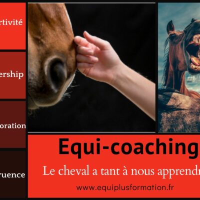 L’EQUI-COACHING, COMMENT CA MARCHE ?